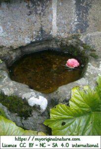 Crédits Mélanie My Original Nature – Licence CC BY-NC-SA 4.0  -  Fleur de rose tombée dans l'eau en  hommage à mon amie.