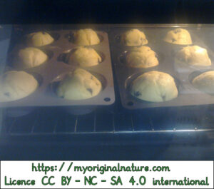 Crédits Mélanie My Original Nature – Licence CC BY-NC-SA 4.0 - Muffins dans le four 4