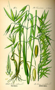 Avoine une farine alternative - Avena sativa