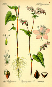 Sarrasin une farine alternative - Fagopyrum esculentum