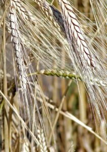 Blé kamut - Triticum turgidum
