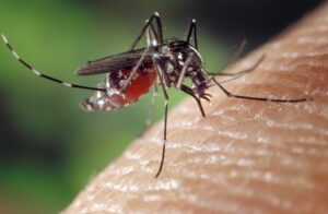 Moustique - Crédits photos : « Aedes albopictus on human skin » par James Gathany — This media comes from the Centers for Disease Control and Prevention's Public Health Image Library (PHIL), with identification number #1969. http://phil.cdc.gov/PHIL_Images/08152002/00003/A.albopictus_jg_091501_004d.tif. Sous licence Domaine public via Wikimedia Commons - http://commons.wikimedia.org/wiki/File:Aedes_albopictus_on_human_skin.jpg#/media/File:Aedes_albopictus_on_human_skin.jpg