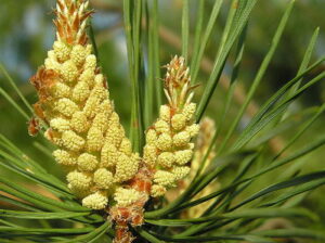 pin sylvestre