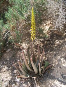 Plante aloe vera