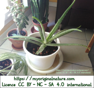 Crédits Mélanie My Original Nature – Licence CC BY-NC-SA 4.0 - Aloe vera dans son nouveau pot 2