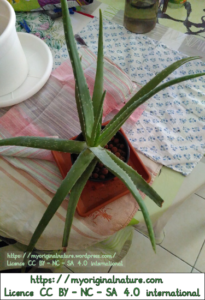 Crédits Mélanie My Original Nature – Licence CC BY-NC-SA 4.0 - Aloe vera 2
