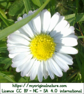 Crédits Mélanie My Original Nature – Licence CC BY-NC-SA 4.0 - Photo bellis perennis ou pâquerette 