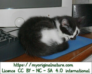 Crédits Mélanie My Original Nature – Licence CC BY-NC-SA 4.0 - Petit chaton qui dors sur un tapis de souris