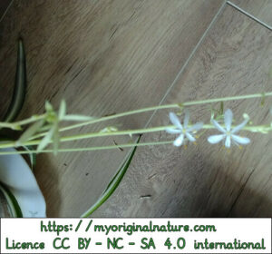 Crédits Mélanie My Original Nature – Licence CC BY-NC-SA 4.0 - Chlorophytum stolons 2