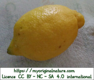 Huile essentielle - citron
