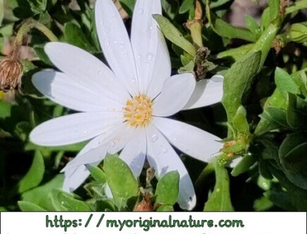 Mélanie - My Original Nature - Fleur blanche jardin