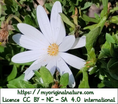 Mélanie - My Original Nature - Fleur blanche jardin