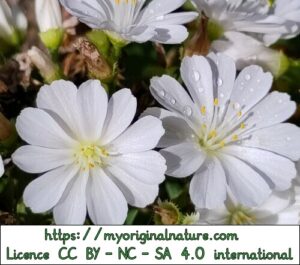 Crédits Mélanie My Original Nature – Licence CC BY-NC-SA 4.0 - Deuil périnatal fleurs blanches 2