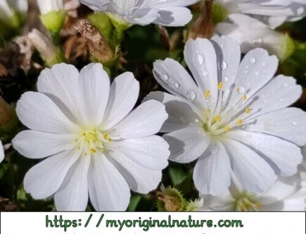 Mélanie - My Original Nature - Fleurs blanches jardin