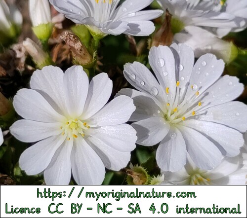 Mélanie - My Original Nature - Fleurs blanches jardin