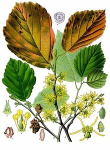 Fleurs et feuille d'Hamalélis