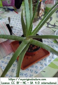 Crédits Mélanie My Original Nature – Licence CC BY-NC-SA 4.0 - Aloe vera 3