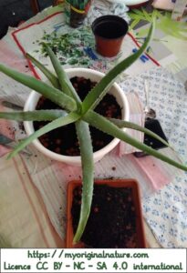 Crédits Mélanie My Original Nature – Licence CC BY-NC-SA 4.0 - Aloe vera dans son nouveau pot