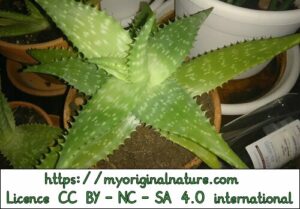 Crédits Mélanie My Original Nature – Licence CC BY-NC-SA 4.0 - Aloe vera