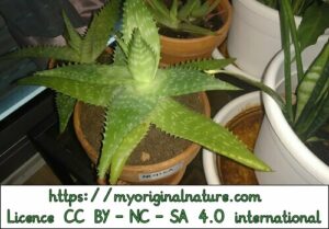 Crédits Mélanie My Original Nature – Licence CC BY-NC-SA 4.0 - Aloe vera