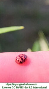Crédits Mélanie My Original Nature – Licence CC BY-NC-SA 4.0 - Coccinelle au cimetière