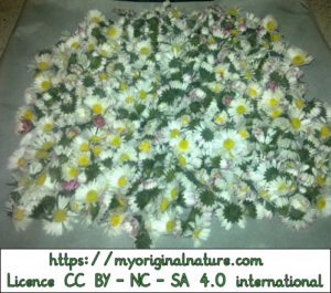 Crédits Mélanie My Original Nature – Licence CC BY-NC-SA 4.0 - Fleurs de bellis perennis ou pâquerettes à sécher
