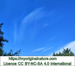 Crédits Mélanie My Original Nature – Licence CC BY-NC-SA 4.0 - Plume dans les nuages 2