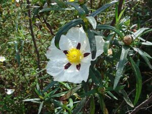 Fleur de ciste ladanifère
