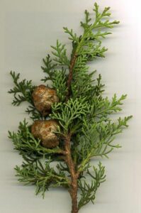 Branche de cyprès