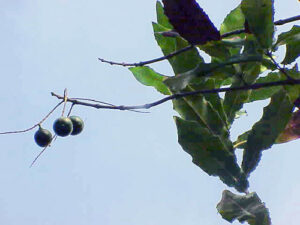 Noix de macadamia