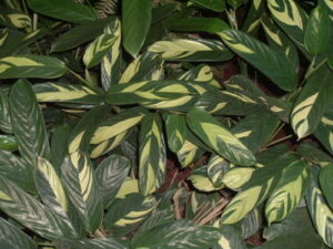 Poudre arrow root