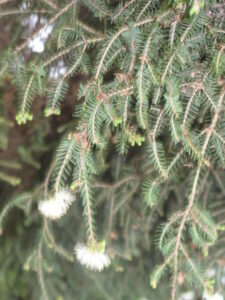 arbre à thé ou tea tree
