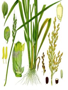 Riz une farine alternative - Oryza sativa