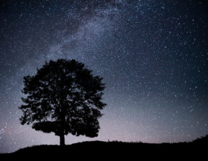 Hommage à mon amie Virginie - Photo libre de droit d'un arbre entouré de toutes les étoiles du ciel - Freepik.com