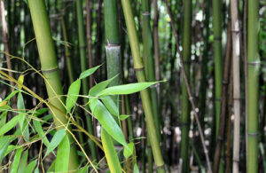 Poudre sève de bambou