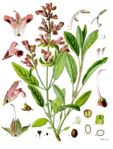 Sauge officinale - Crédit photo : « Salvia officinalis - Köhler–s Medizinal-Pflanzen-126 » par Franz Eugen Köhler, Köhler's Medizinal-Pflanzen — List of Koehler Images. Sous licence Domaine public via Wikimedia Commons - https://commons.wikimedia.org/wiki/File:Salvia_officinalis_-_K%C3%B6hler%E2%80%93s_Medizinal-Pflanzen-126.jpg#/media/File:Salvia_officinalis_-_K%C3%B6hler%E2%80%93s_Medizinal-Pflanzen-126.jpg