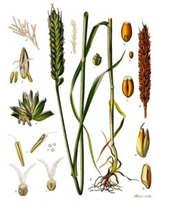 Blé le plus commun pour faire de la farine - Triticum aestivum 