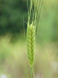 Petit épeautre ou engrain une farine alternative au blé classique - Triticum monococcum