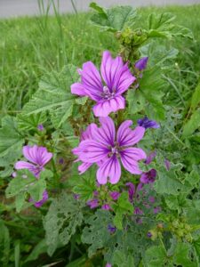 Fleurs de mauve - Crédits photos : Par Rosa-Maria Rinkl — Travail personnel, CC BY-SA 4.0, https://commons.wikimedia.org/w/index.php?curid=34908405